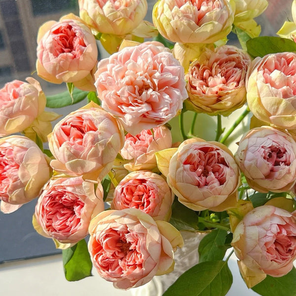 Bridal Maple Rose Plant|新娘枫叶