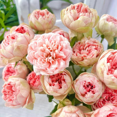 Bridal Maple Rose Plant|新娘枫叶