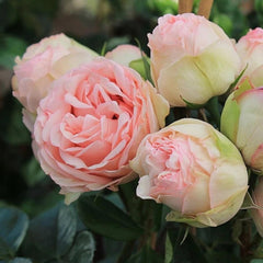 Bridal Piano Rose Plant - Elevate Your Garden's Romance