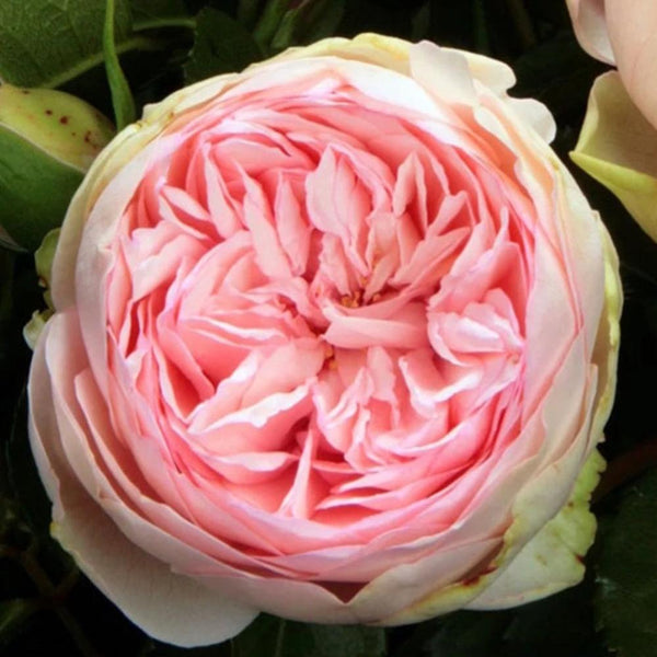 Bridal Piano Rose Plant - Elevate Your Garden's Romance – Rose_Explosion