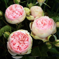 Bridal Piano Rose Plant - Elevate Your Garden's Romance