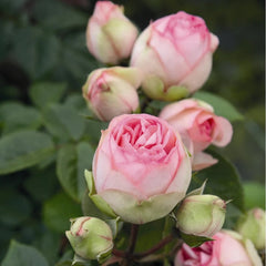 Bridal Piano Rose Plant - Elevate Your Garden's Romance