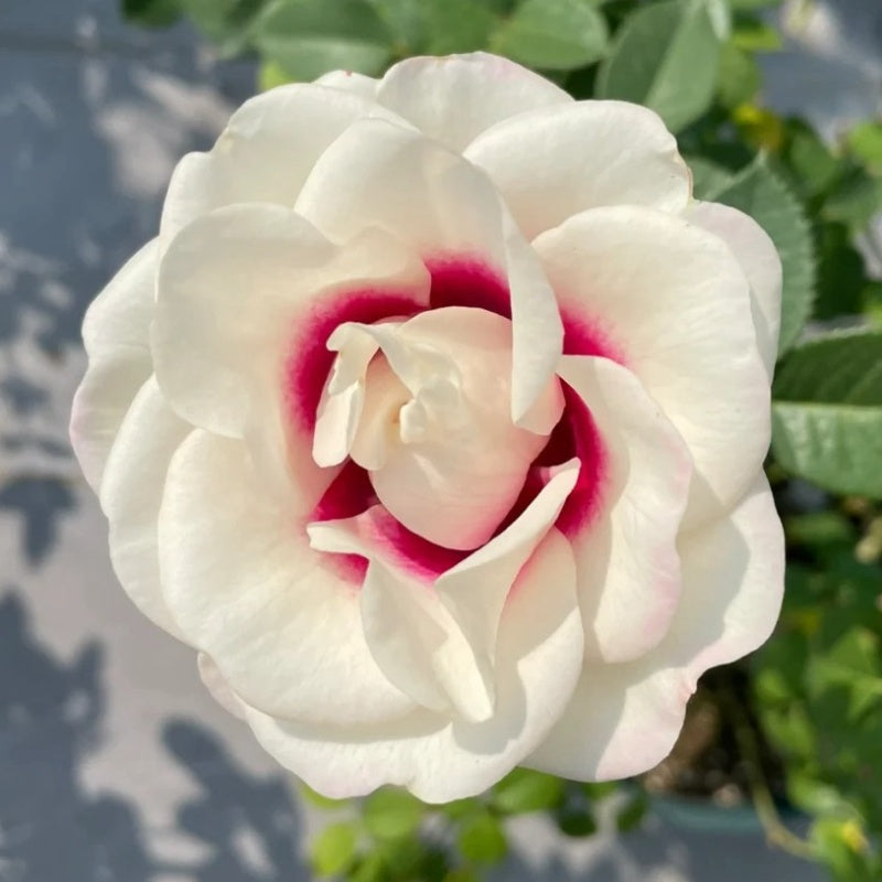 Brideside Rose Plant｜桥边之约