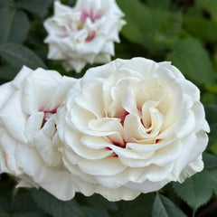 Brideside Rose Plant｜桥边之约