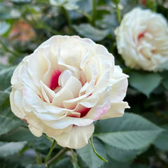 Brideside Rose Plant｜桥边之约