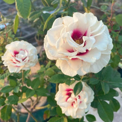 Brideside Rose Plant｜桥边之约