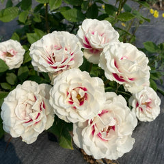 Brideside Rose Plant｜桥边之约