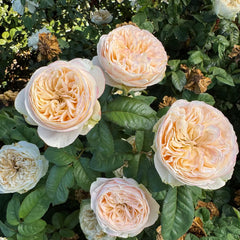 Bridgerton Rose Plant|布里奇顿