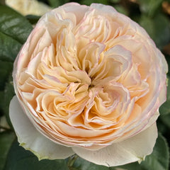 Bridgerton Rose Plant|布里奇顿