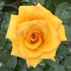 Briliant Rose