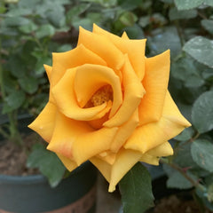 Briliant Rose