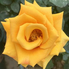 Briliant Rose