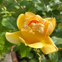 Bring me sunshine Rose