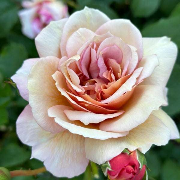Broderi Rose