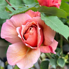 Broderi Rose