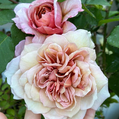 Broderi Rose