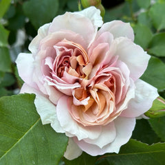 Broderi Rose