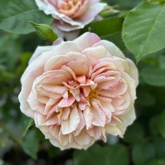 Broderi Rose