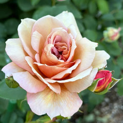 Broderi Rose