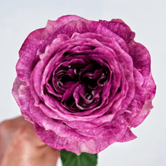 BrujasRose