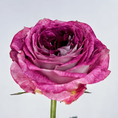 BrujasRose