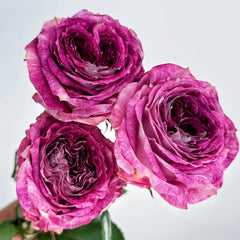 BrujasRose