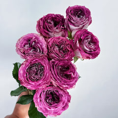 BrujasRose