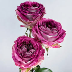 BrujasRose