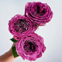 BrujasRose