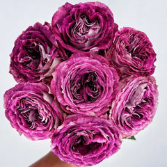 BrujasRose