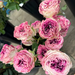BrujasRose