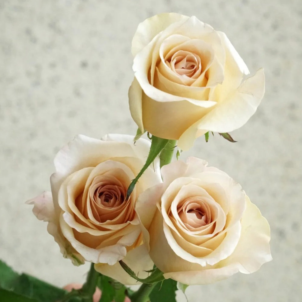Brut Cut Roses Brut Rose Plant|布鲁特 – Rose_Explosion