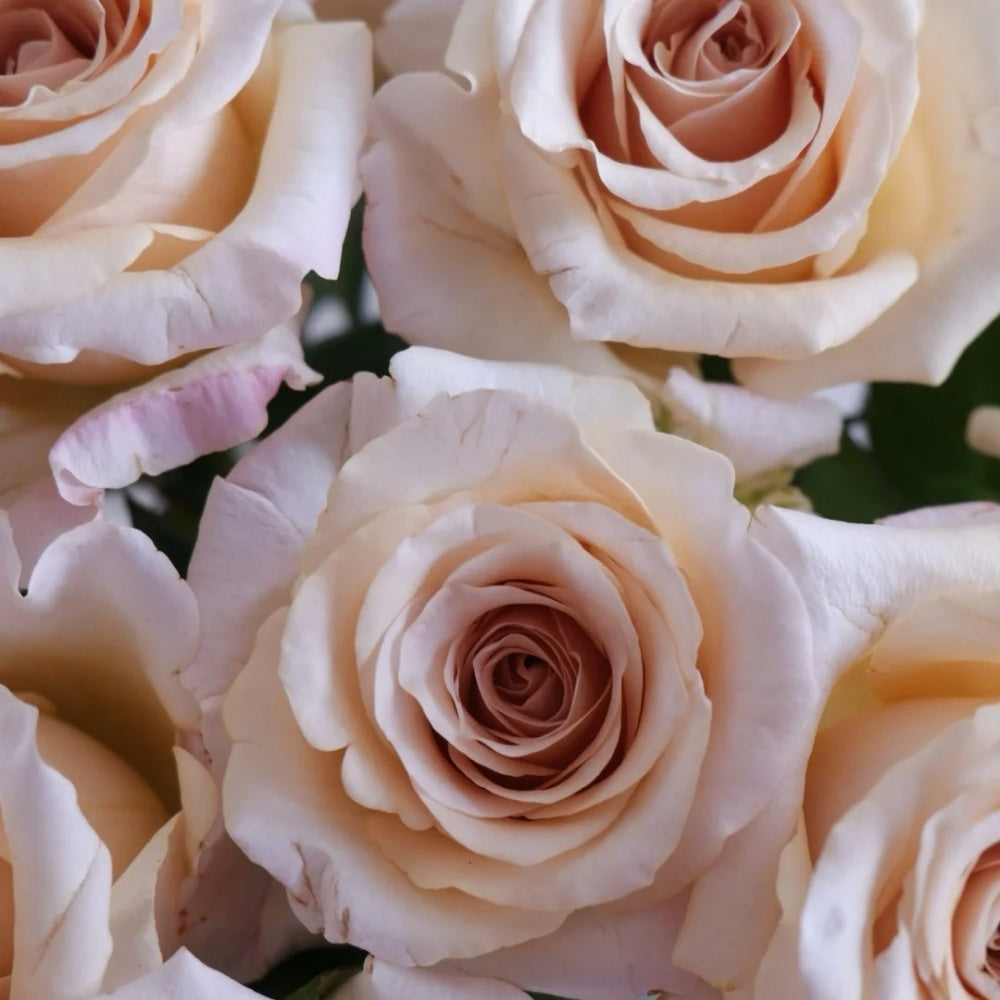 Brut Cut Roses Brut Rose Plant|布鲁特 – Rose_Explosion