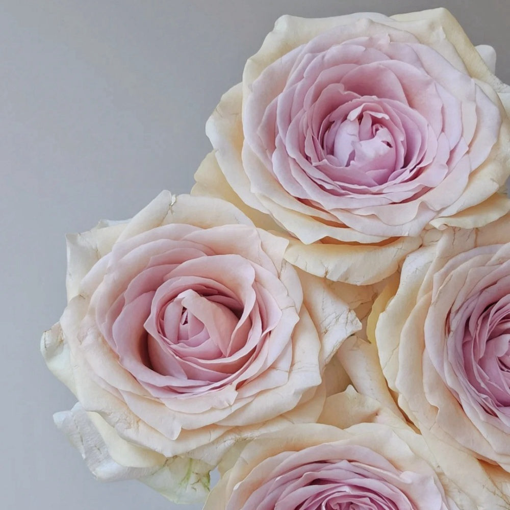Brut Cut Roses Brut Rose Plant|布鲁特 – Rose_Explosion