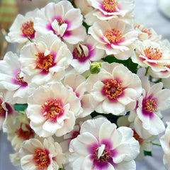 Bul's Eye Rose