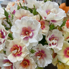 Bul's Eye Rose