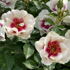 Bul's Eye Rose