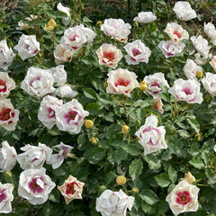 Bul's Eye Rose