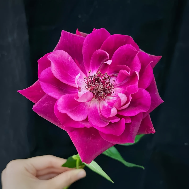 Burgundy lceberg Rose Plant|葡萄冰山