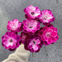 Burgundy lceberg Rose Plant|葡萄冰山
