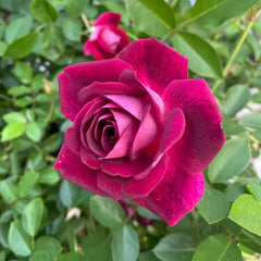 Burgundy lceberg Rose Plant|葡萄冰山