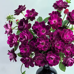 Burgundy lceberg Rose Plant|葡萄冰山