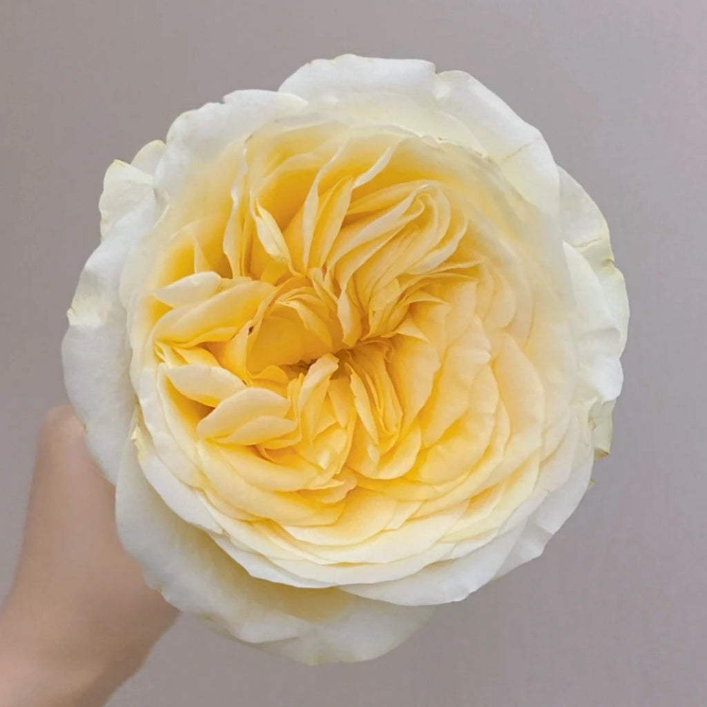 Butter Cup Rose Plant|奶油杯 – Rose_Explosion