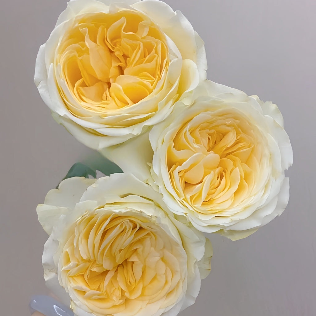 Butter Cup Rose Plant|奶油杯 – Rose_Explosion