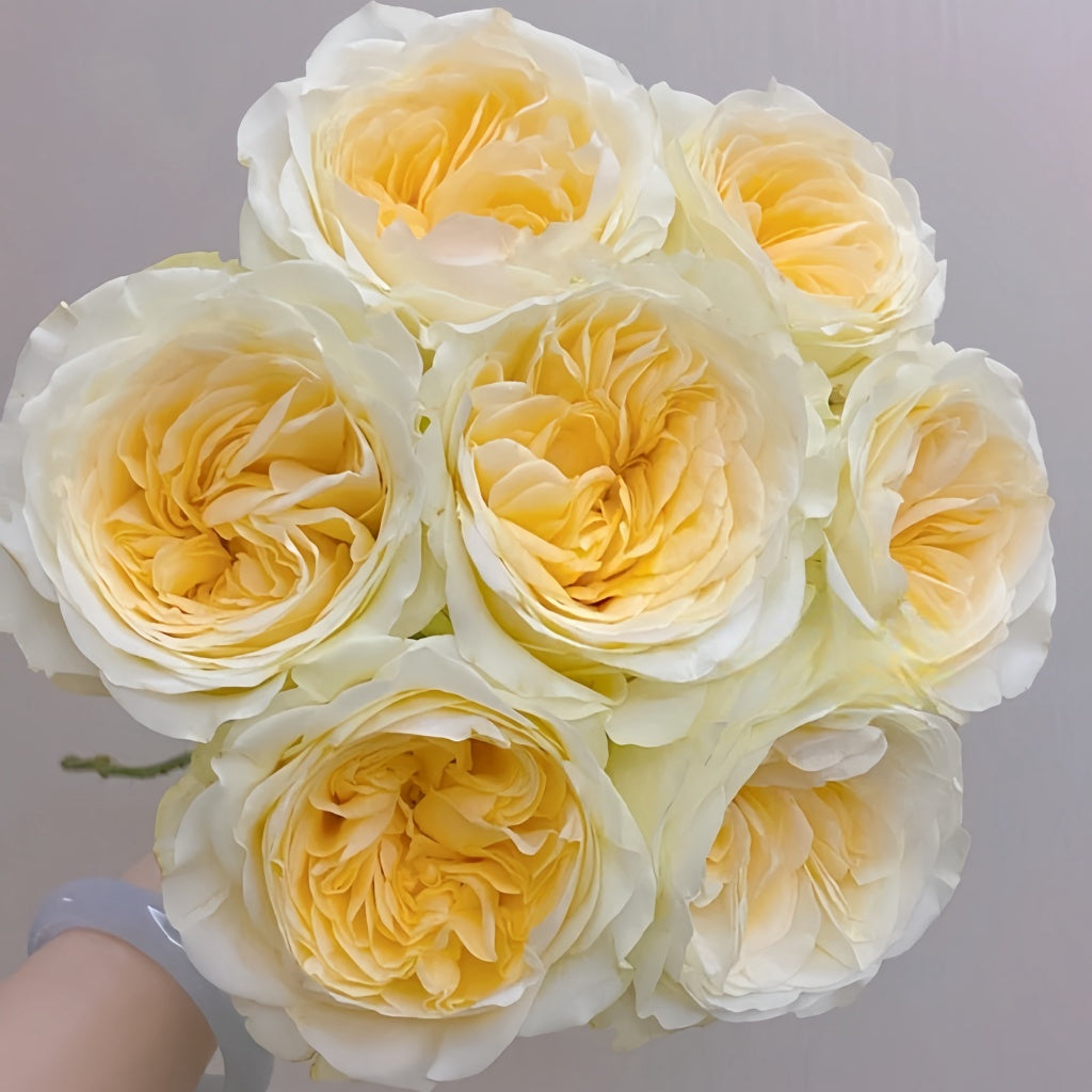 Butter Cup Rose Plant|奶油杯 – Rose_Explosion