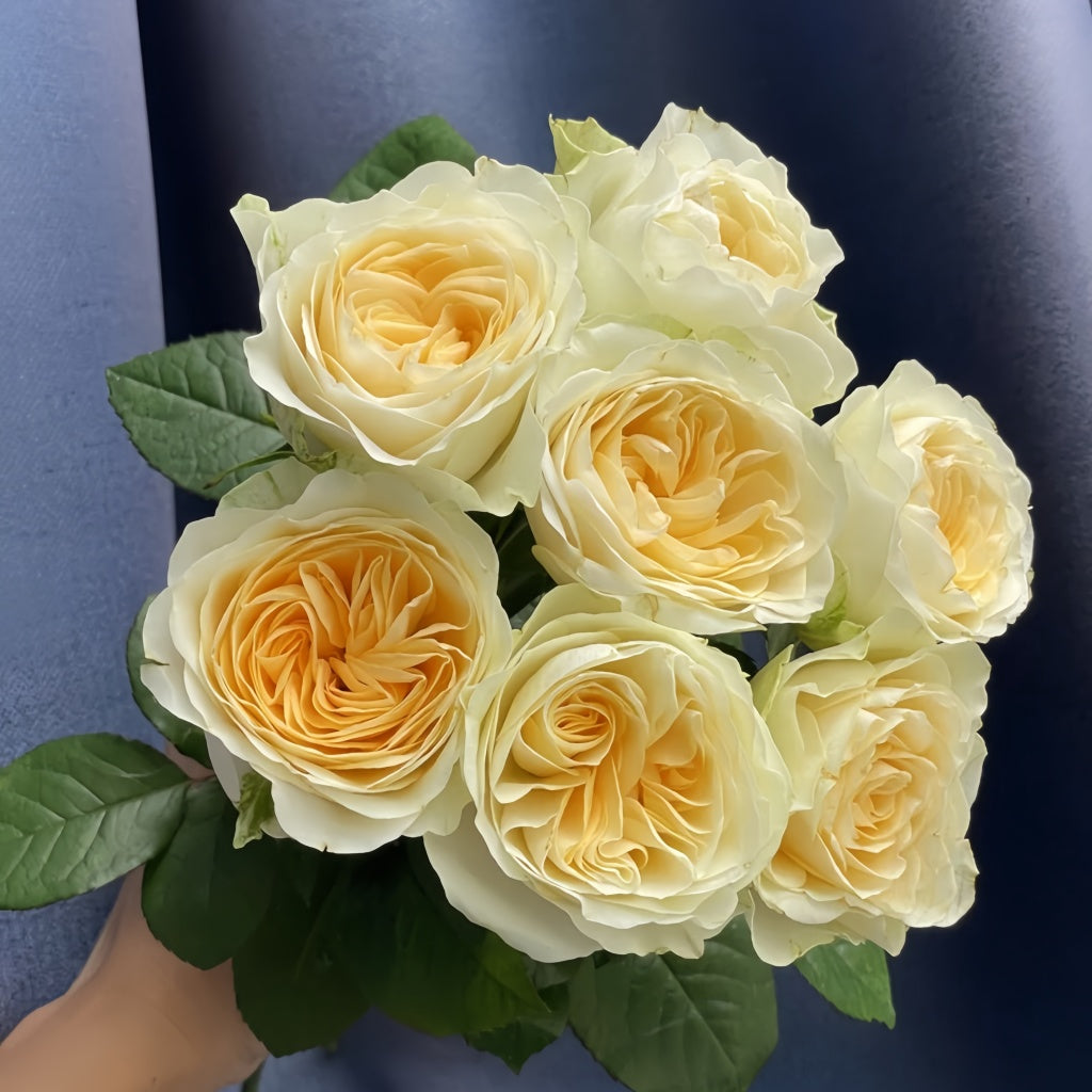 Butter Cup Rose Plant|奶油杯 – Rose_Explosion