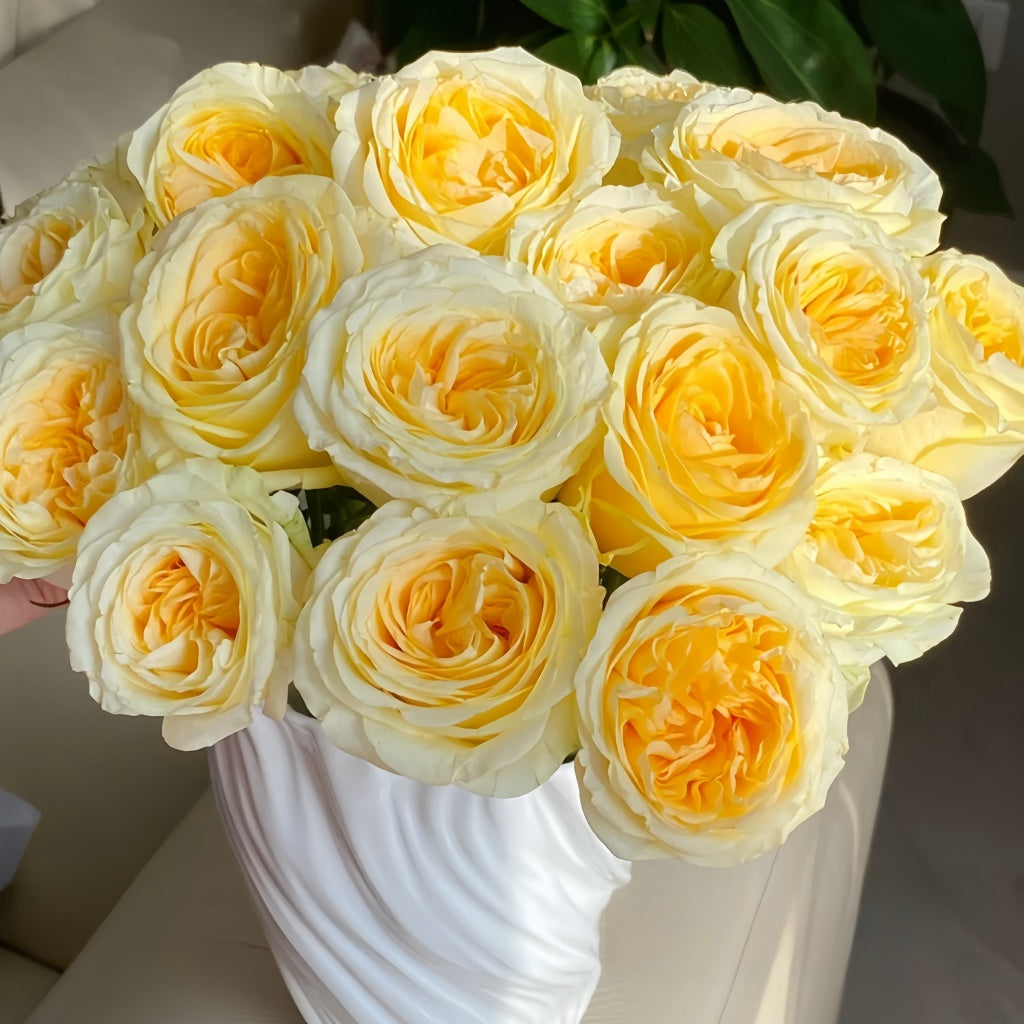 Butter Cup Rose Plant|奶油杯 – Rose_Explosion