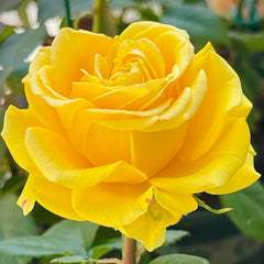 Butter Scotch Rose