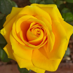 Butter Scotch Rose