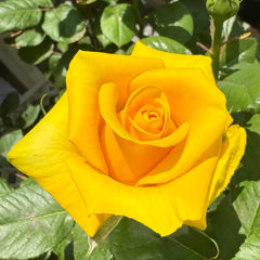 Butter Scotch Rose